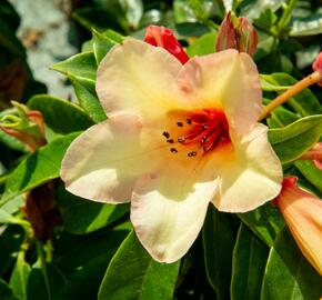 Pěnišník 'Jingle Bell' - Rhododendron 'Jingle Bell'