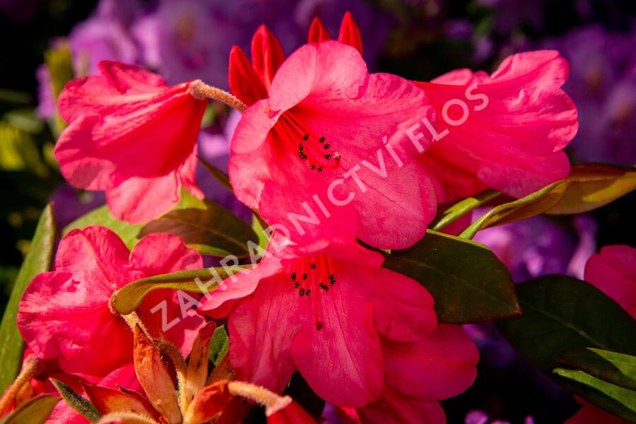 Pěnišník 'Winsome' - Rhododendron 'Winsome'