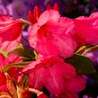 Pěnišník 'Winsome' - Rhododendron 'Winsome'