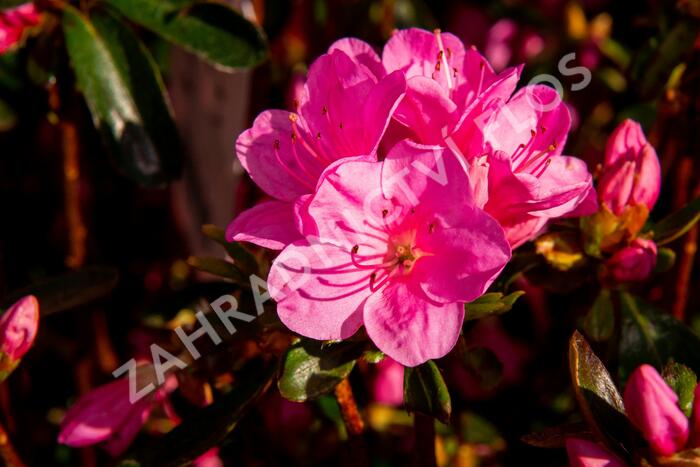 Azalka japonská 'Conny' - Azalea japonica 'Conny'