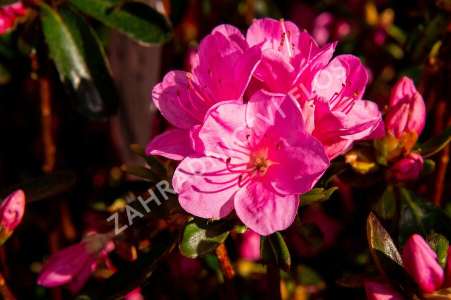 Azalka japonská 'Conny' - Azalea japonica 'Conny'