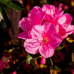 Azalka japonská 'Conny' - Azalea japonica 'Conny'