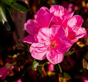 Azalka japonská 'Conny' - Azalea japonica 'Conny'