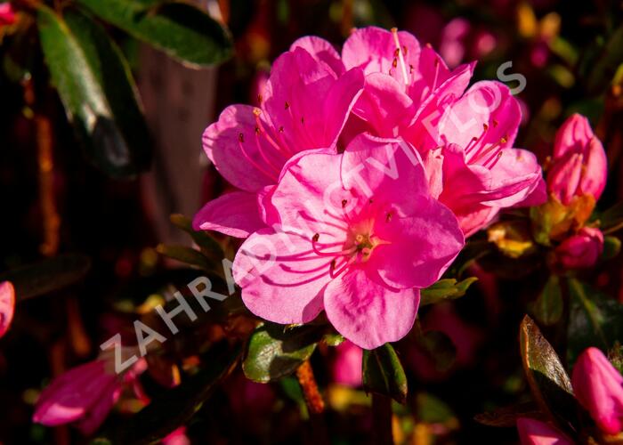 Azalka japonská 'Conny' - Azalea japonica 'Conny'