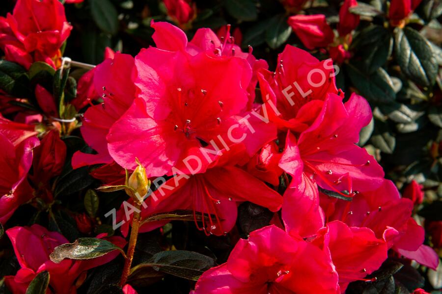 Azalka japonská 'Arabesk' - Azalea japonica 'Arabesk'
