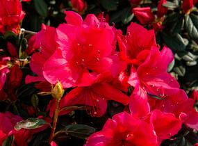 Azalka japonská 'Arabesk' - Azalea japonica 'Arabesk'