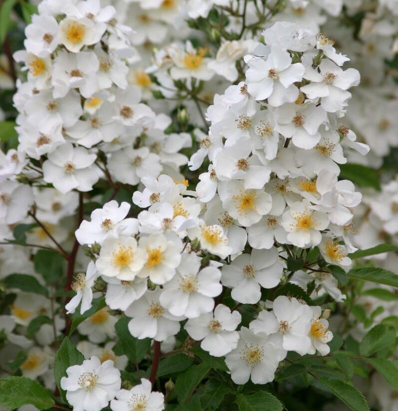Růže parková 'Esprit d'Amour' - Rosa S 'Esprit d'Amour'