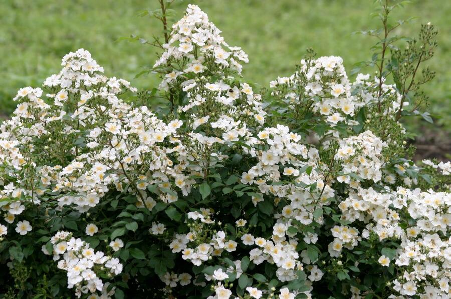 Růže parková 'Esprit d'Amour' - Rosa S 'Esprit d'Amour'