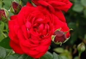 Růže velkokvětá Kordes 'Tiamo' - Rosa VK 'Tiamo'