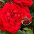 rosa-vk-tiamo.jpg