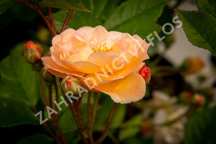 Růže pnoucí 'Ghislaine de Féligonde' - Rosa PN 'Ghislaine de Féligonde'