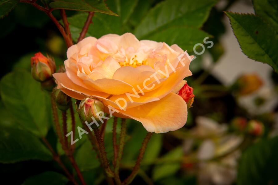 Růže pnoucí 'Ghislaine de Féligonde' - Rosa PN 'Ghislaine de Féligonde'