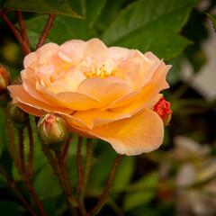 Růže pnoucí 'Ghislaine de Féligonde' - Rosa PN 'Ghislaine de Féligonde'