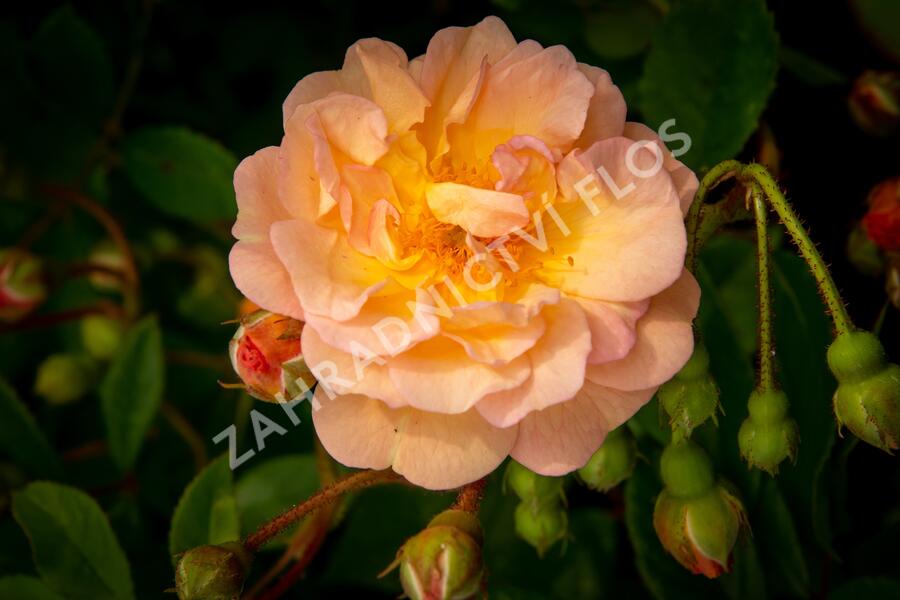 Růže pnoucí 'Ghislaine de Féligonde' - Rosa PN 'Ghislaine de Féligonde'