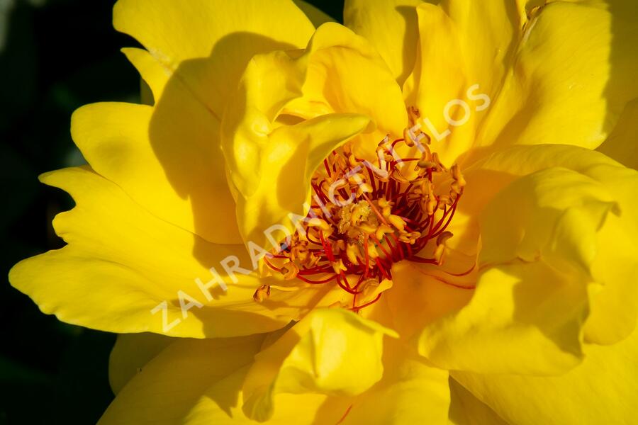 Růže pnoucí 'Golden Showers' - Rosa PN 'Golden Showers'