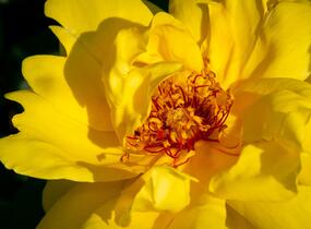 Růže pnoucí 'Golden Showers' - Rosa PN 'Golden Showers'