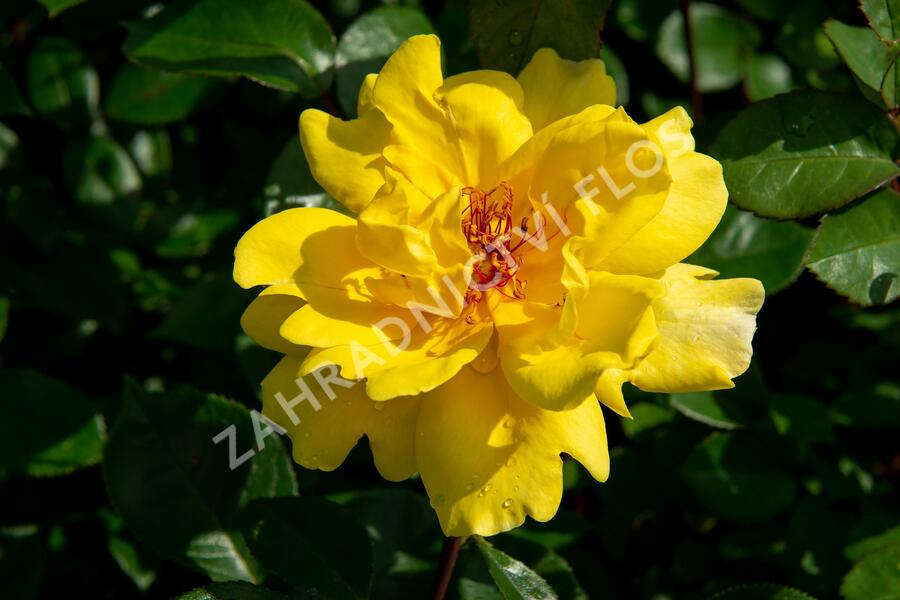 Růže pnoucí 'Golden Showers' - Rosa PN 'Golden Showers'