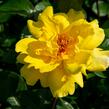 Růže pnoucí 'Golden Showers' - Rosa PN 'Golden Showers'