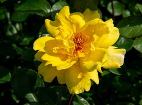 Růže pnoucí 'Golden Showers' - Rosa PN 'Golden Showers'