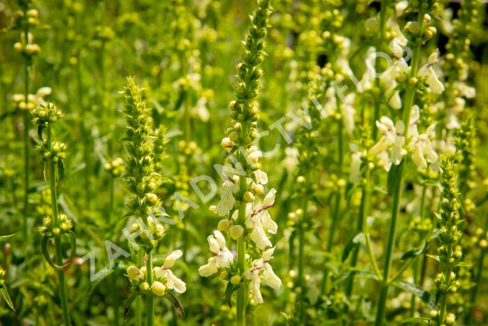 Čistec přímý - Stachys recta