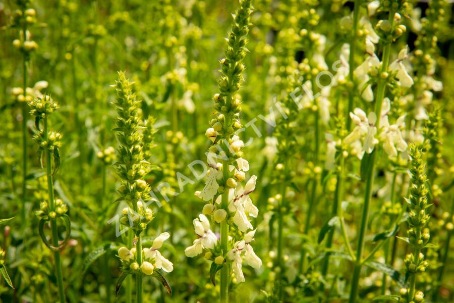 Čistec přímý - Stachys recta