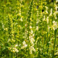 Čistec přímý - Stachys recta