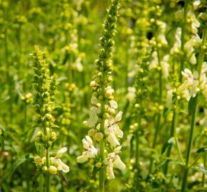 Čistec přímý - Stachys recta