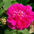 Růže parková 'Rose de Resht' - Rosa S 'Rose de Resht'