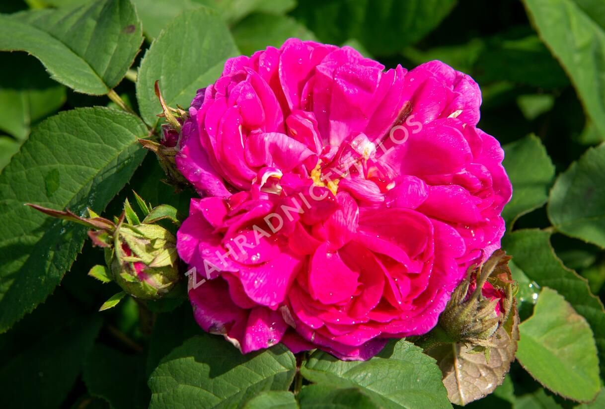 Růže parková 'Rose de Rescht' - Rosa S 'Rose de Rescht'