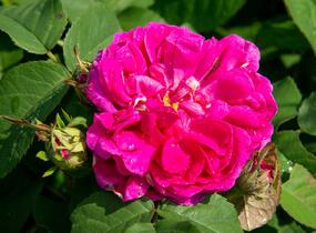 Růže parková 'Rose de Rescht' - Rosa S 'Rose de Rescht'