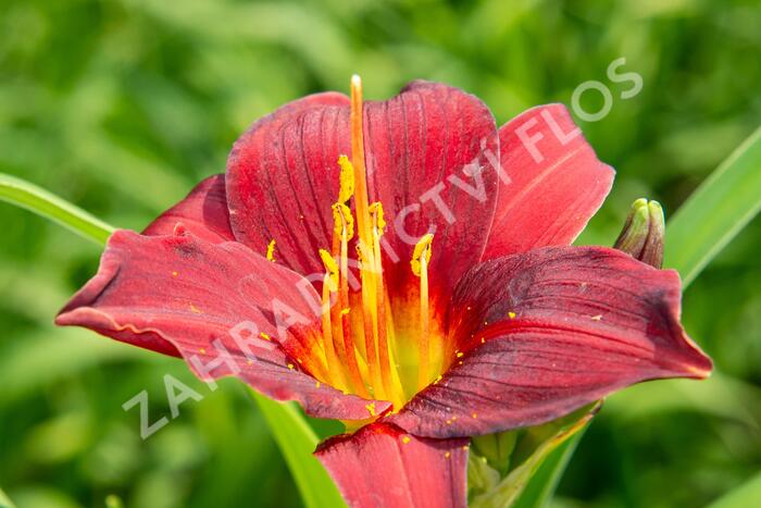 Denivka 'Ruby Stella' - Hemerocallis 'Ruby Stella'