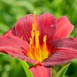 Denivka 'Ruby Stella' - Hemerocallis 'Ruby Stella'