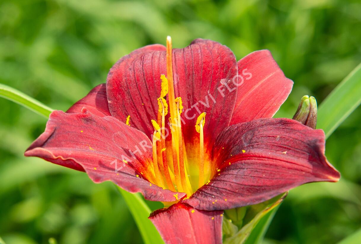 Denivka 'Ruby Stella' - Hemerocallis 'Ruby Stella'