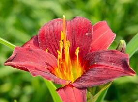 Denivka 'Ruby Stella' - Hemerocallis 'Ruby Stella'