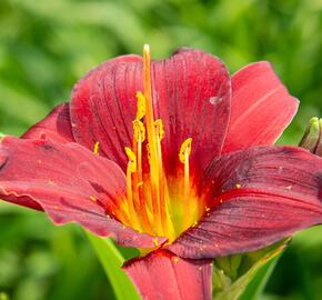 Denivka 'Ruby Stella' - Hemerocallis 'Ruby Stella'