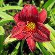 Denivka 'Ruby Stella' - Hemerocallis 'Ruby Stella'