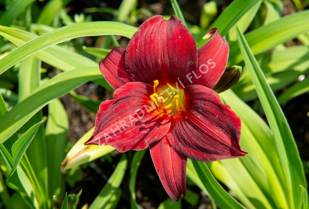 Denivka 'Ruby Stella' - Hemerocallis 'Ruby Stella'