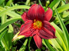 Denivka 'Ruby Stella' - Hemerocallis 'Ruby Stella'