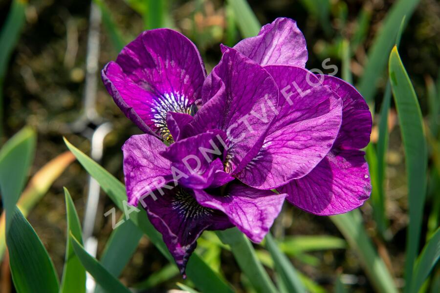 Kosatec sibiřský 'Ruffled Plus' - Iris sibirica 'Ruffled Plus'