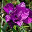 Kosatec sibiřský 'Ruffled Plus' - Iris sibirica 'Ruffled Plus'