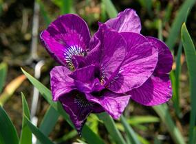 Kosatec sibiřský 'Ruffled Plus' - Iris sibirica 'Ruffled Plus'