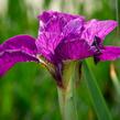 Kosatec sibiřský 'Ruffled Plus' - Iris sibirica 'Ruffled Plus'