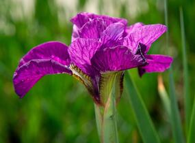 Kosatec sibiřský 'Ruffled Plus' - Iris sibirica 'Ruffled Plus'