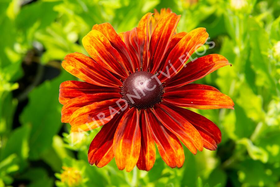 Třapatka 'Summerdaisy's Bronze Bicolor' - Rudbeckia hybrida 'Summerdaisy's Bronze Bicolor'