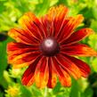 Třapatka 'Summerdaisy's Bronze Bicolor' - Rudbeckia hybrida 'Summerdaisy's Bronze Bicolor'