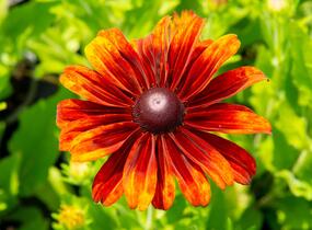 Třapatka 'Summerdaisy's Bronze Bicolor' - Rudbeckia hybrida 'Summerdaisy's Bronze Bicolor'