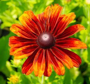 Třapatka 'Summerdaisy's Bronze Bicolor' - Rudbeckia hybrida 'Summerdaisy's Bronze Bicolor'