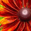 Třapatka 'Summerdaisy's Bronze Bicolor' - Rudbeckia hybrida 'Summerdaisy's Bronze Bicolor'