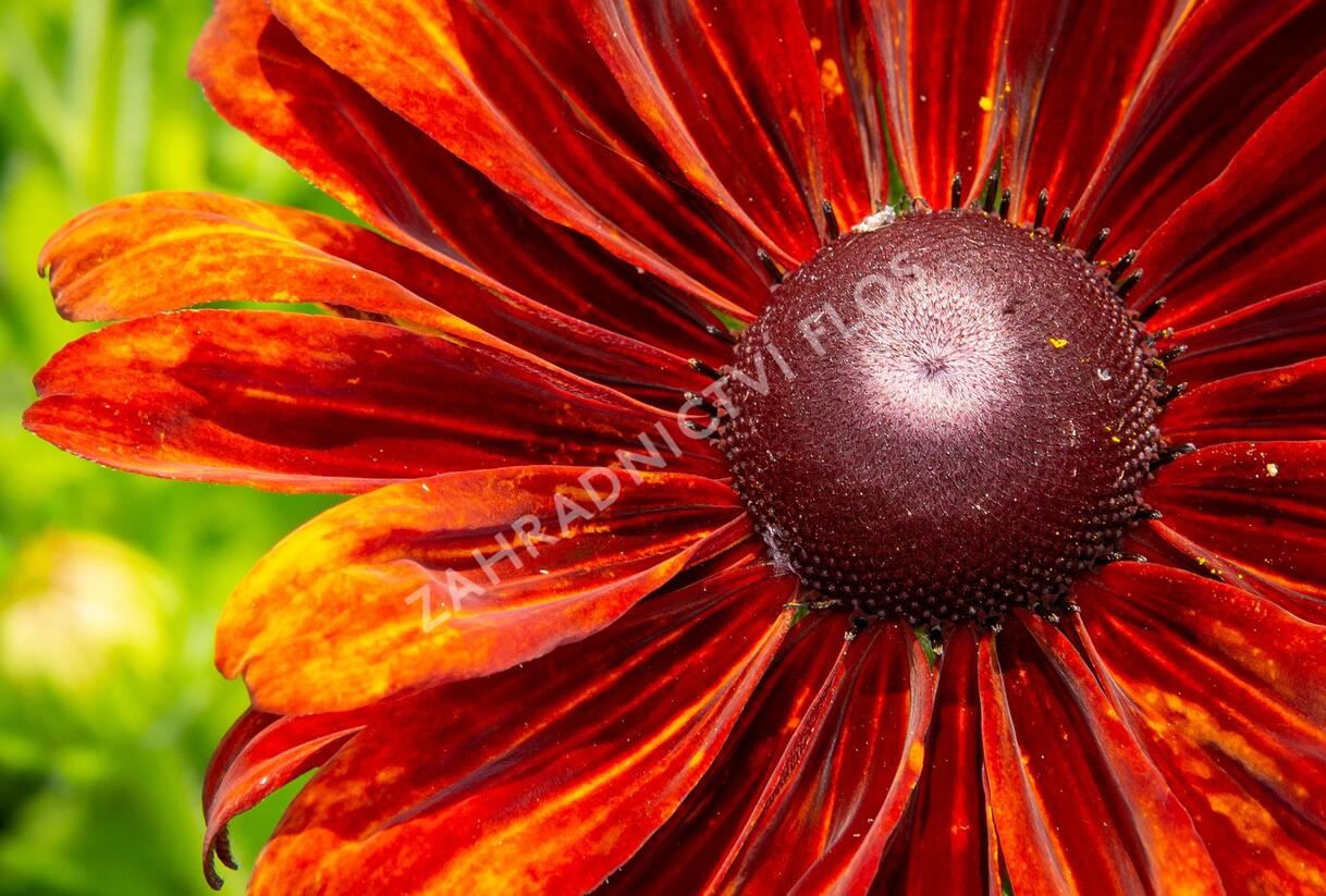Třapatka 'Summerdaisy's Bronze Bicolor' - Rudbeckia hybrida 'Summerdaisy's Bronze Bicolor'