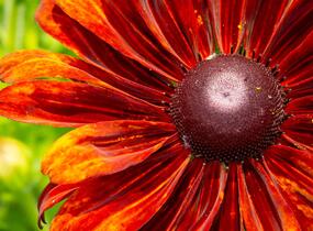 Třapatka 'Summerdaisy's Bronze Bicolor' - Rudbeckia hybrida 'Summerdaisy's Bronze Bicolor'